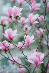 Blossoming pink pastel flowers of magnolia, branches, buds, petals, stems  growing in spring park or botanical garden, beautiful colorful floral background, freshness and tenderness of springtime