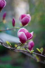 Blossoming flowers of magnolia with branches, buds, stems, leaves, growing in spring park or botanical garden, beautiful fresh colorful gentle floral background, symbol of springtime, vertical closeup