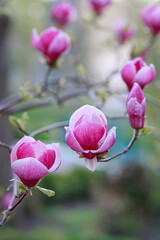 Blooming branches with purple flowers of magnolia, buds, stems, growing in spring park or botanical garden, colorful gentle floral wallpaper, symbol of springtime, beauty and freshness of nature