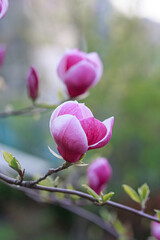 Fototapeta premium Blooming twig of purple magnolia on a bush, growing in spring park or botanical garden, blurred green background with flowers, vertical floral wallpaper, beauty and freshness of nature