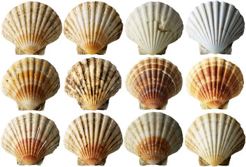 Collection of Conch Shells (Scallop Shells - See Pectinidae), isolated on white or transparent...