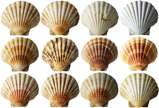 Collection of Conch Shells (Scallop Shells - See Pectinidae), isolated on white or transparent background, photography, png.