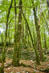 Trees in a forest, sanctified  by the sun in the back
