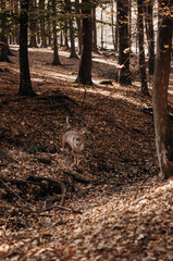 Deer with big horns in a ravine in the autumn park.