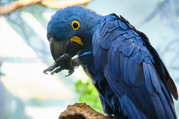 Close-up of a hyacinth blue macaw parrot 
