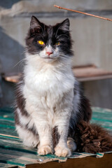 A black and white cat sits against a gray wall on a tin roof	
