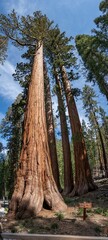 Bachelor and Three Graces (Giant Sequoias; Yosemite NP)