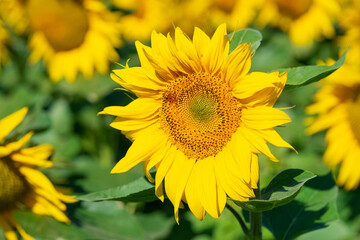 Sunflower blooming, natural background. Close up