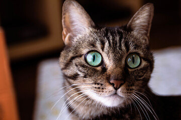 猫
