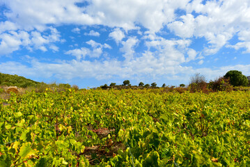 Fototapeta na wymiar Weinbau in Sitanos, in der Provinz Sitia, Südostkreta, Griechenland
