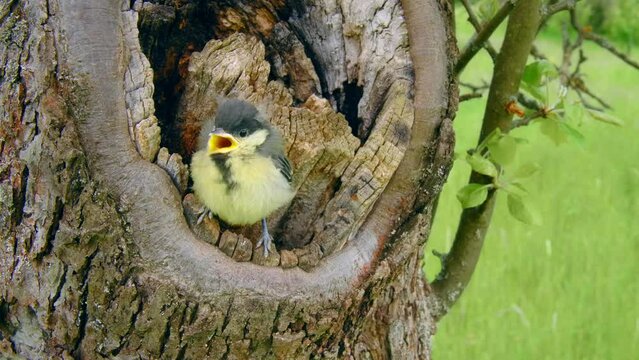 Great tit (Parus major) feeding baby bird, chick leaving nest
