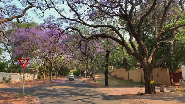 POV drive through suburban neighborhood with blooming Jacaranda trees