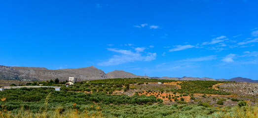 Olivenhain bei Zakros in Südostkreta, Griechenland