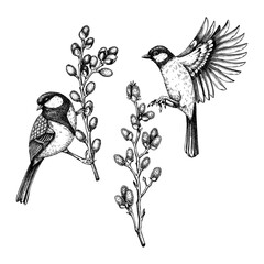 Vector spring sketches set. Two great tit on blooming willow branches illustration. Hand drawn wildlife design in engraved style. Passerine bird and flowers isolated on white background for print - 571828687