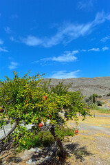 Fototapeta na wymiar Granatapfelbaum in Kato Zakros in Südostkreta, Griechenland