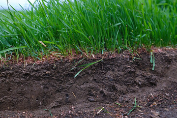 Cross section of lawn showing green grass roots at ground level black soil