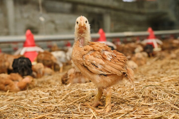 portrait young pullet Chicken poultry straw bedding farm industrial factory lookin camera