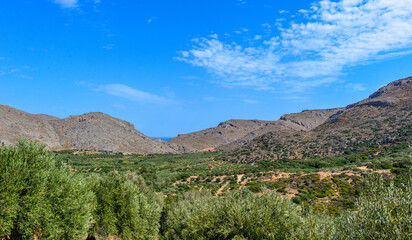 Olivenhain in Südoskreta bei  Palekastro 