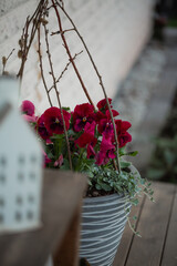 Spring door decorations, red pansies with dichondra and sticks