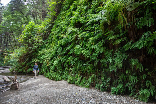 Hiker by a wall of five-finger ferns, Adiantum pedatum, in Fern Canyon, Prairie Creek Redwoods State Park