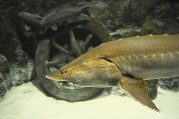  Sturgeon fish (kaluga, beluga) swim at the bottom of the aquarium. Fish underwater.