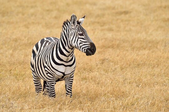 Beautiful zebra on the savannah