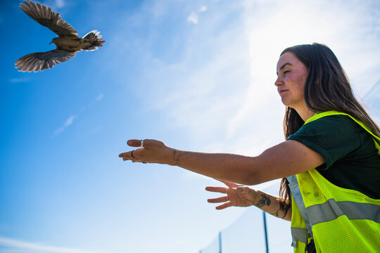 Environmental workers banding Mourning Doves