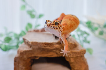 ヒョウモントカゲモドキ