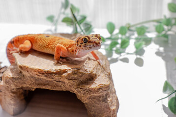 ヒョウモントカゲモドキ