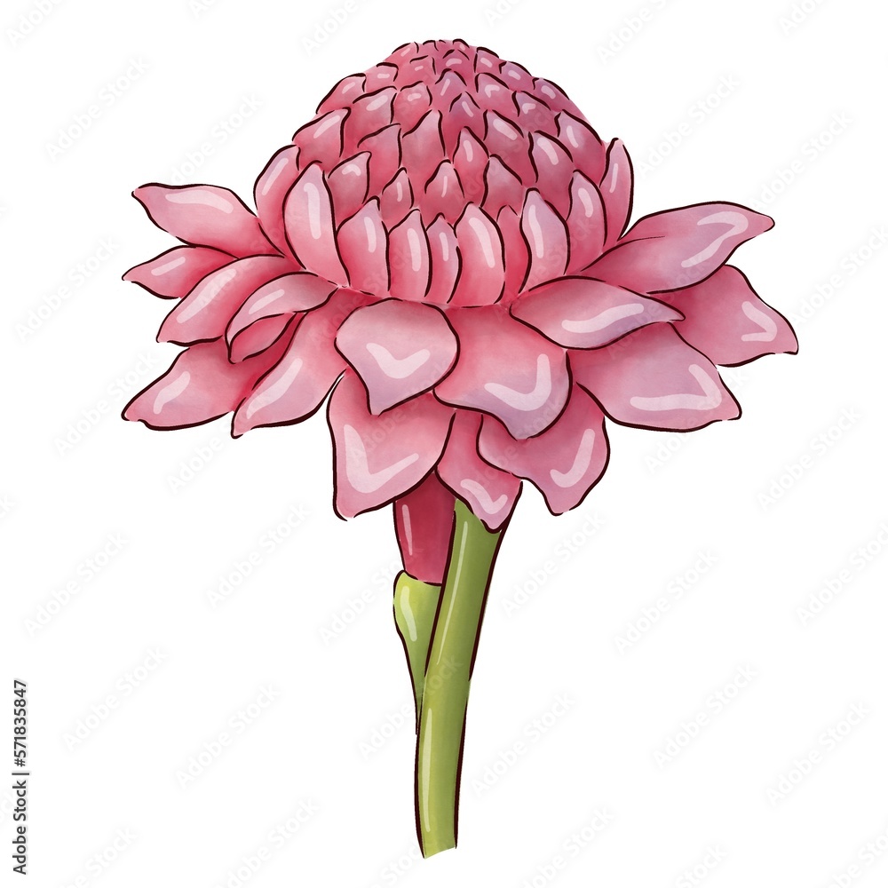 Wall mural Illustration of a pink ginger flower on a white background. Watercolor