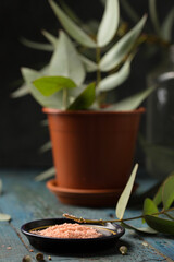 Cuttings of eucalyptus shoots with rooting powder