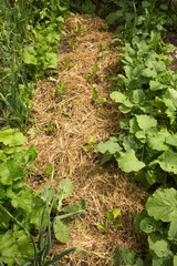 mixed landings are mulched on the bed, a permaculture method of growing plants