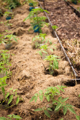 Growing tomatoes mulched with hay