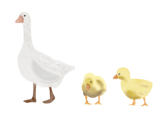 Watercolor bird set. Goose. Duck and Ducklings, Ogar duck, farm set.