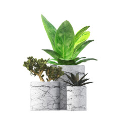 decorative flowers and plants for the interior, isolated on transparent background, 3D illustration, cg render