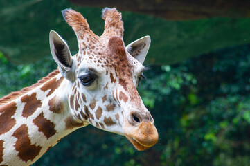 Animals Indonesia