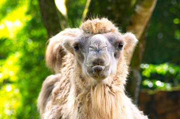 Fototapeta premium Animals Indonesia