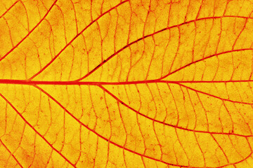 Golden leaf. Yellow autumn leaf background. Vibrant golden color natural veins texture. Closeup macro orange fall pattern. Natural autumn season texture. Dry, orange leaves.