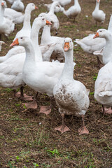 Close-up group of white Ducks, Geese on a farm looking for food