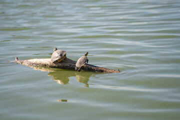 Two red-eared turtles (Trachemys scripta elegans) resting on a log.