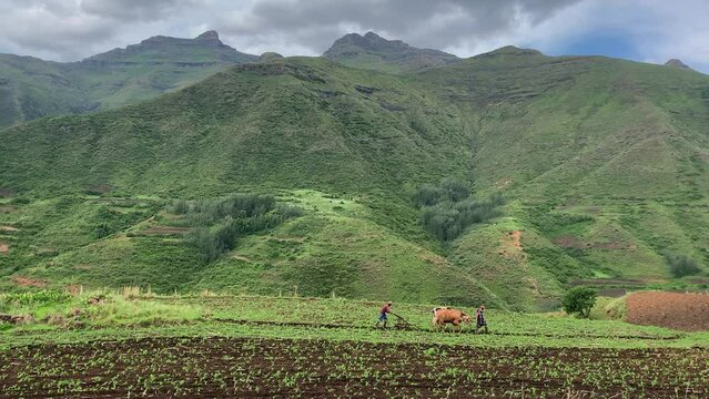 Farmers use cattle to plough green field in Lesotho mountains, Africa