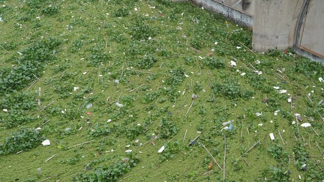 Tilt up across littered aquatic weed mat on lake surface at power dam