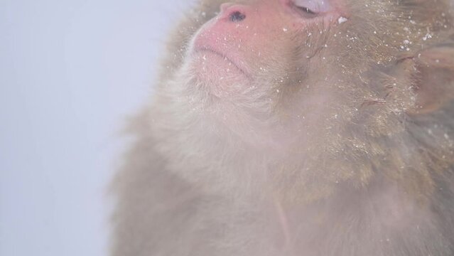 Portrait of Rhesus macaque monkey (Macaca mulatta) a Wild monkeyin Snow Fall