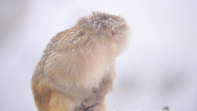 Portrait of Rhesus macaque monkey (Macaca mulatta) a Wild monkeyin Snow Fall