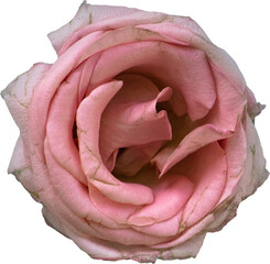 pink rose, close up