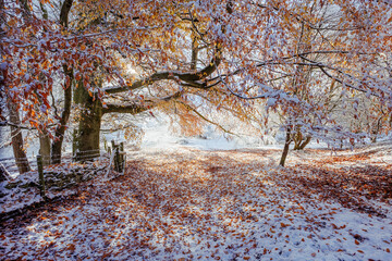 Snow covered wintery scenes of Cleeve Hill on The Cotswold Way, Cheltenham, Gloucestershire
