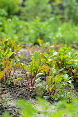 Young beetroot leaves in the garden