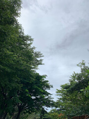 Obraz na płótnie Canvas Trees and sky in the park, Indonesia