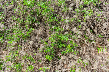 soil texture with lots of green foliage
