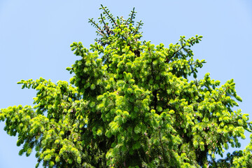 Spruce Picea omorika Karel. Close-up of green and silver needles of Picea omorika Karel spruce against blue spring sky. Selective focus. Natural sunlight. Nature concept for design.